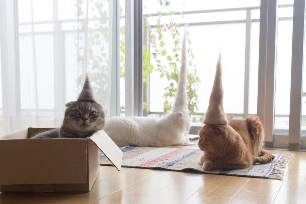 Estas son fotos de gatos usando su propio pelo como divertidos sombreros