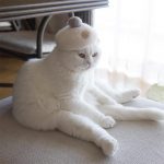 Estas son fotos de gatos usando su propio pelo como divertidos sombreros