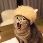 Estas son fotos de gatos usando su propio pelo como divertidos sombreros