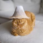 Estas son fotos de gatos usando su propio pelo como divertidos sombreros