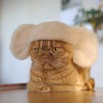Estas son fotos de gatos usando su propio pelo como divertidos sombreros