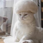 Estas son fotos de gatos usando su propio pelo como divertidos sombreros
