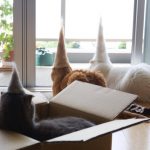 Estas son fotos de gatos usando su propio pelo como divertidos sombreros