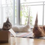 Estas son fotos de gatos usando su propio pelo como divertidos sombreros