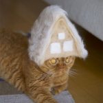 Estas son fotos de gatos usando su propio pelo como divertidos sombreros