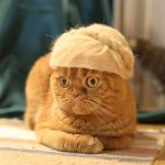 Estas son fotos de gatos usando su propio pelo como divertidos sombreros