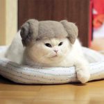 Estas son fotos de gatos usando su propio pelo como divertidos sombreros
