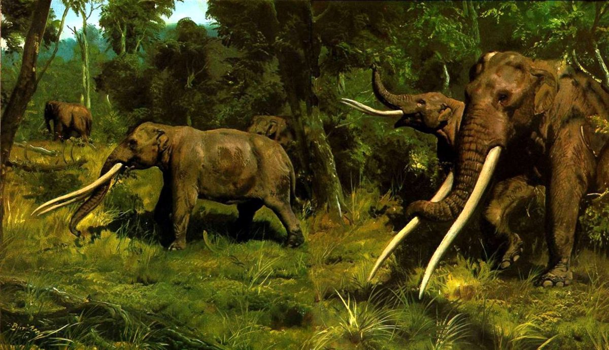 Ilustración de un mastodonte, pariente de los elefantes