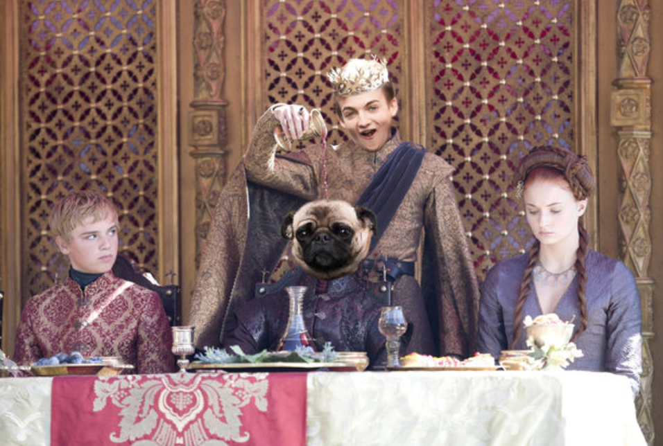 King Joffrey y estos pugs fueron vÃ­ctimas de una batalla de photoshop