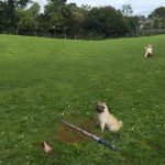 King Joffrey y estos pugs fueron víctimas de una batalla de photoshop