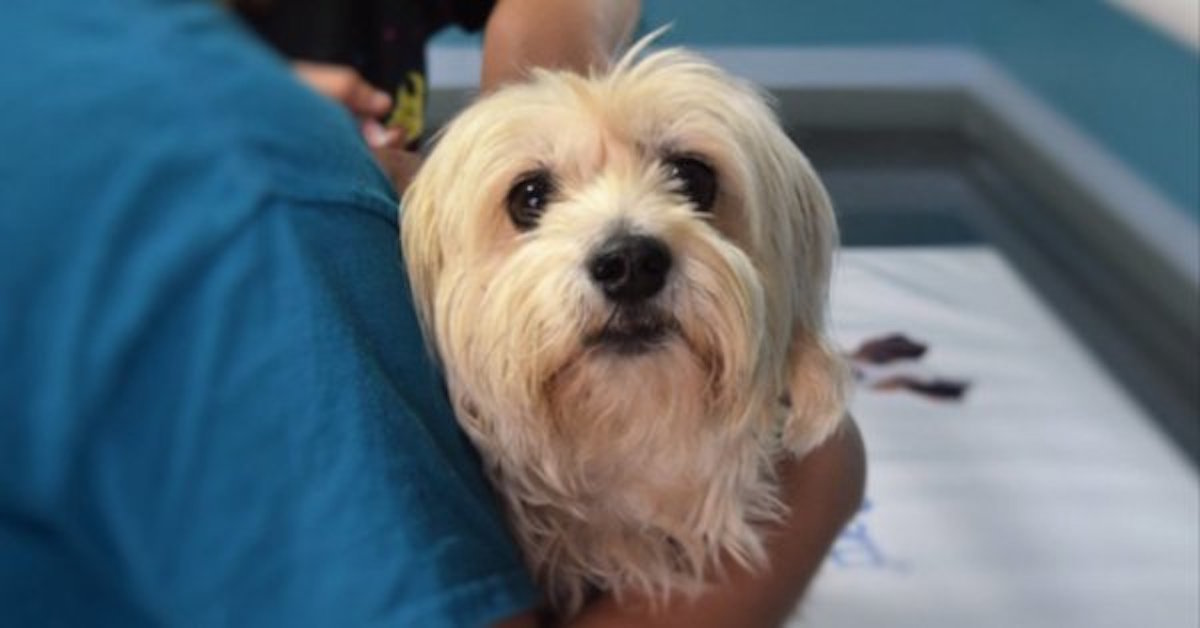 Crece el secuestro de perros en la Ciudad de MÃ©xico