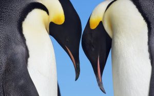 Dos pingüinos emperadores