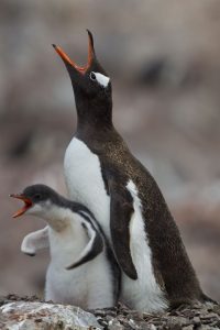 Un pingüino adulto y un pingüino bebé