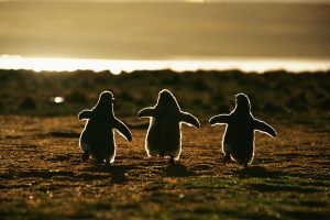 Pingüinos bebé contra el atardecer