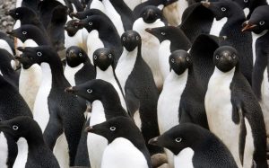 Muchos pingüinos adelaida