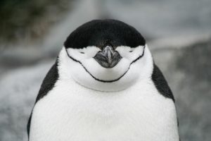 Pingüino con los ojos cerrados