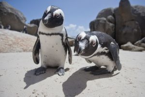 Pingüinos mirando hacia la cámara
