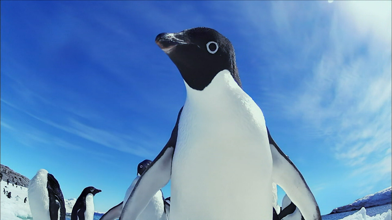 Acercamiento de un pingüino