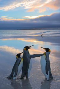 Tres pingüinos rey