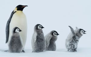 Un pingüino emperador con 4 bebés