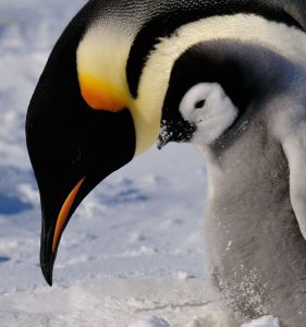 Pingüino emperador con bebé