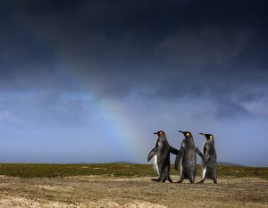 Tres pingüinos caminando hacia un arcoiris
