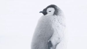 Pingüino bebé gordo