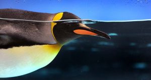 Pingüino gentú, juanito o papúa, nadando