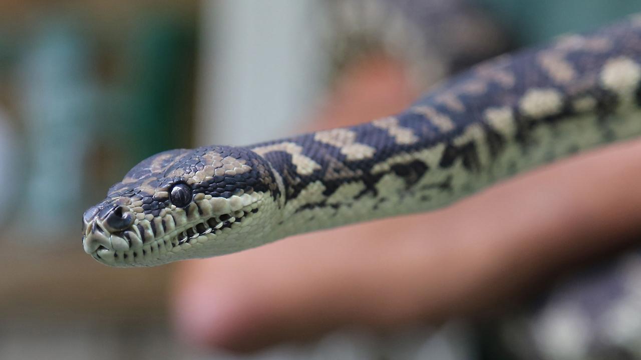 Serpiente adicta a las metanfetaminas estÃ¡ en rehabilitaciÃ³n