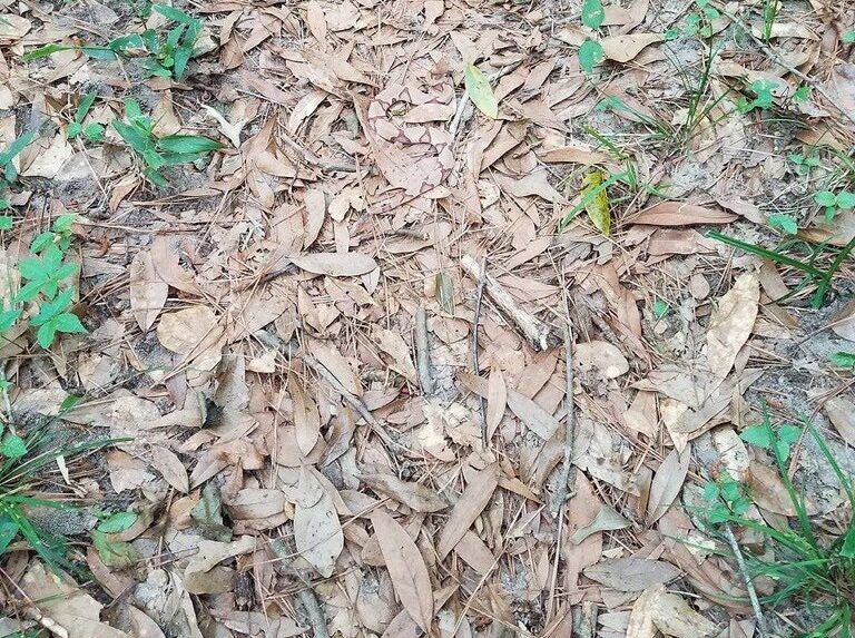 Una serpiente cabeza de cobre (Agkistrodon contortrix) camuflajeada entre ojas secas
