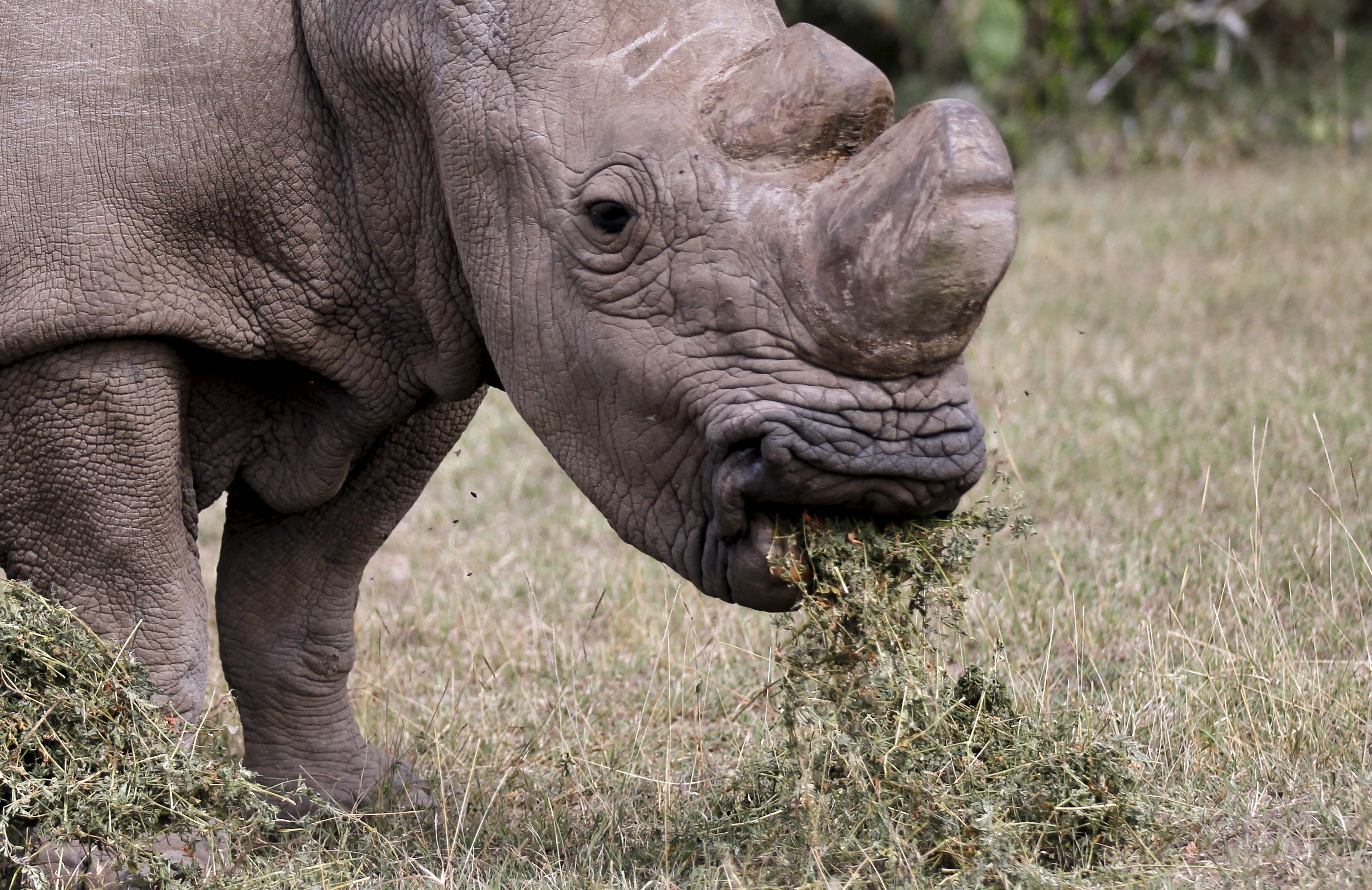 Sudan, el Ãºltimo rinoceronte blanco del norte macho