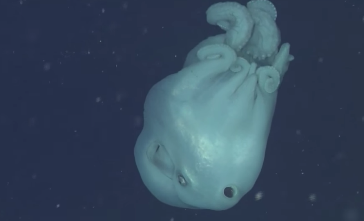 Un pulpo se comió una medusa para después usarla como arma de ataque y tenemos el video