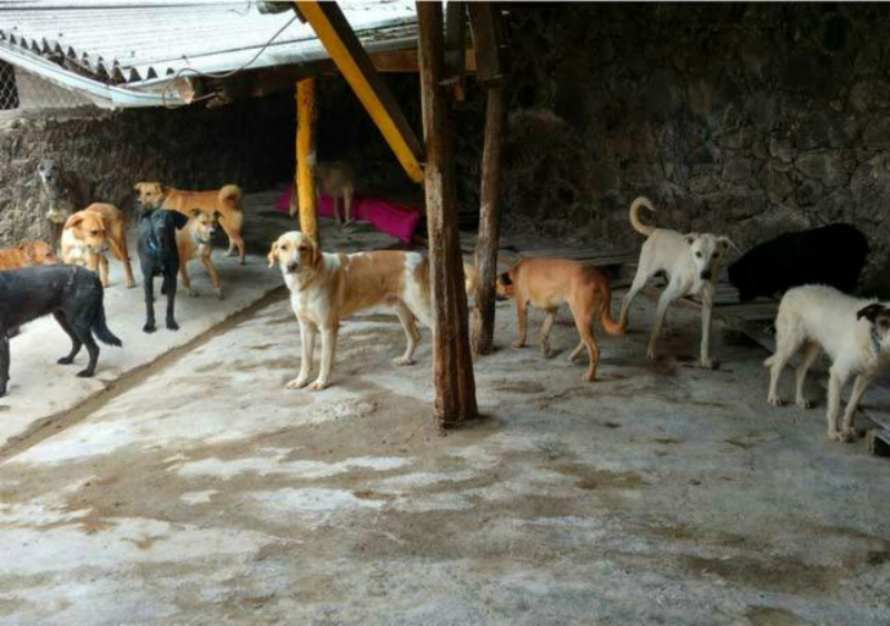 Denuncian a seÃ±ora en TepoztlÃ¡n por tener a 151 perritos en malas condiciones