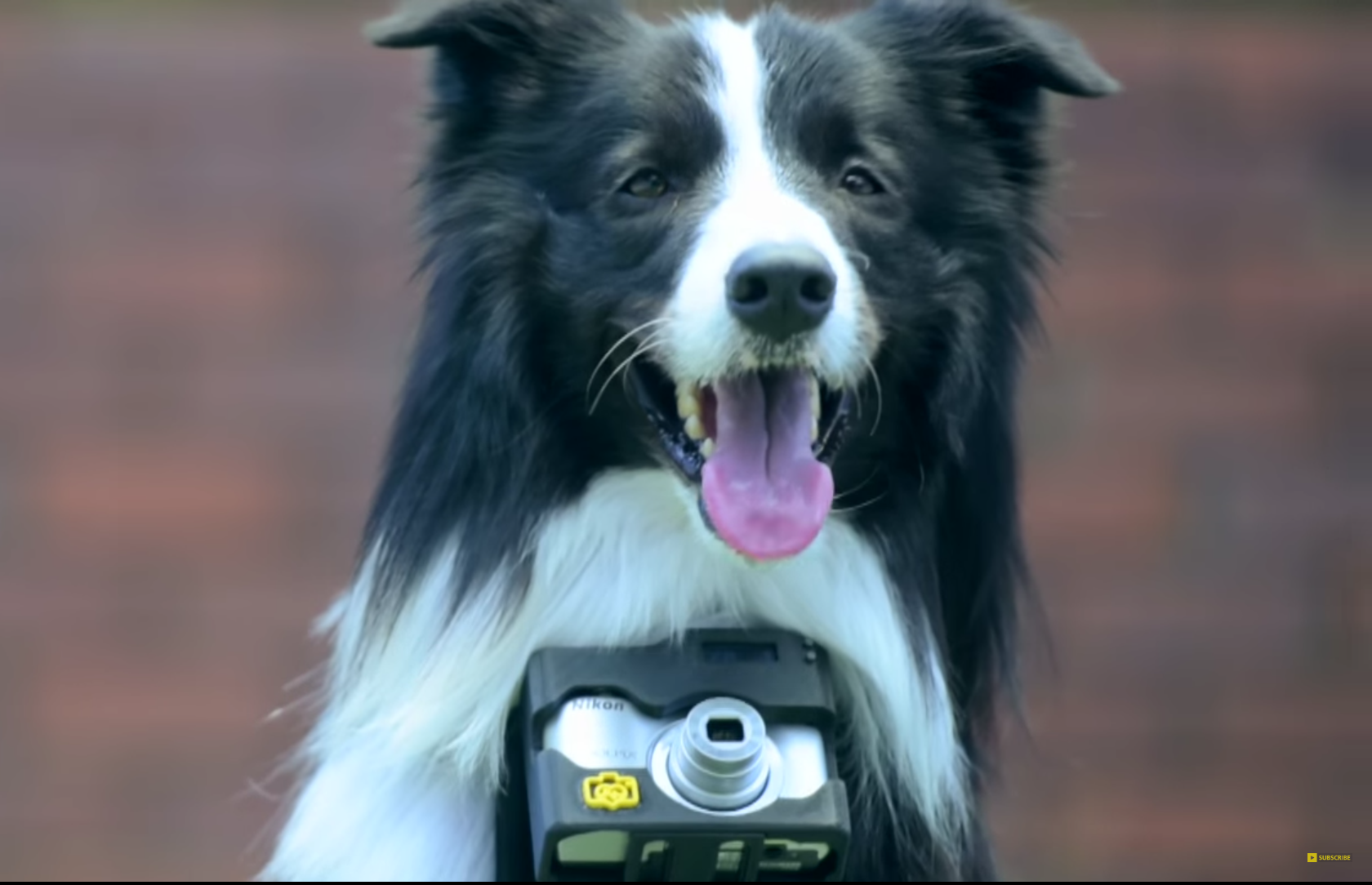 Gracias a Heartography existe el primer fotÃ³grafo canino que toma fotos con su corazÃ³n