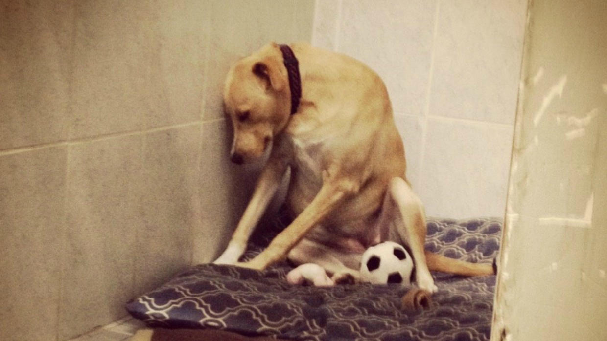 La perrita mÃ¡s triste del mundo se queda sin familia por tercera vez