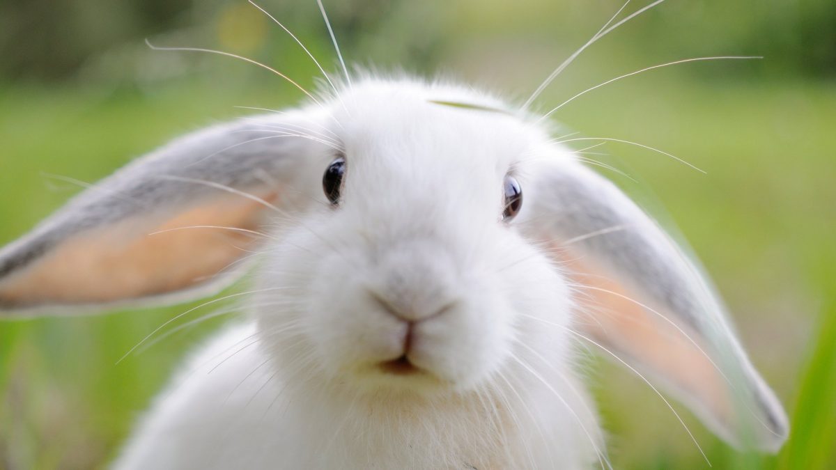 Desde hace más de 100 años Australia tiene una plaga de conejos
