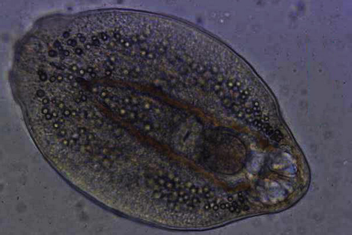 El parásito Diplostomum pseudospathaceum controla a su anfitrión pez desde sus ojos