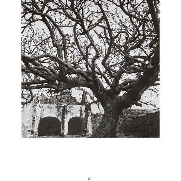 Arbol juan rulfo