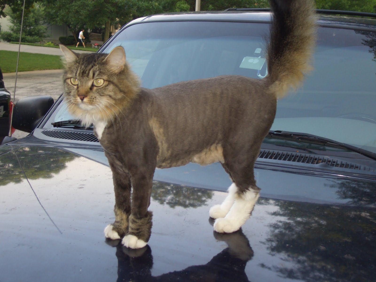 Alguien esta rasurando gatos con dueÃ±o en Virginia, Estados Unidos