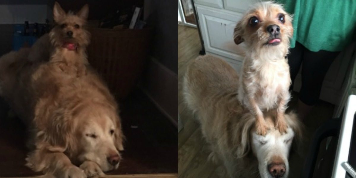 Una perrita usa de carruaje a su amigo perro y es lo mÃ¡s tierno que verÃ¡s hoy