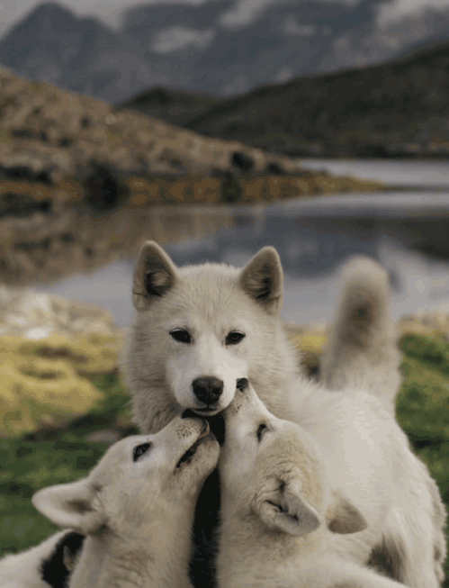 Lobitos lamiendo a su mamá loba