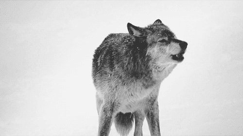 Lobo aullando en la nieve