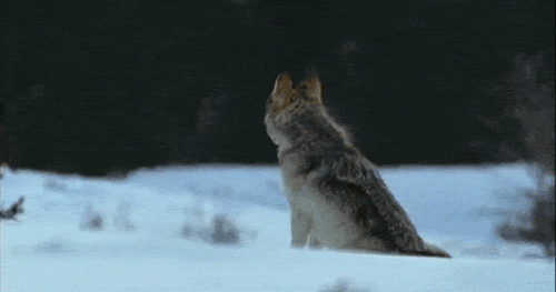 Lobo aullando de espaldas en la nieve