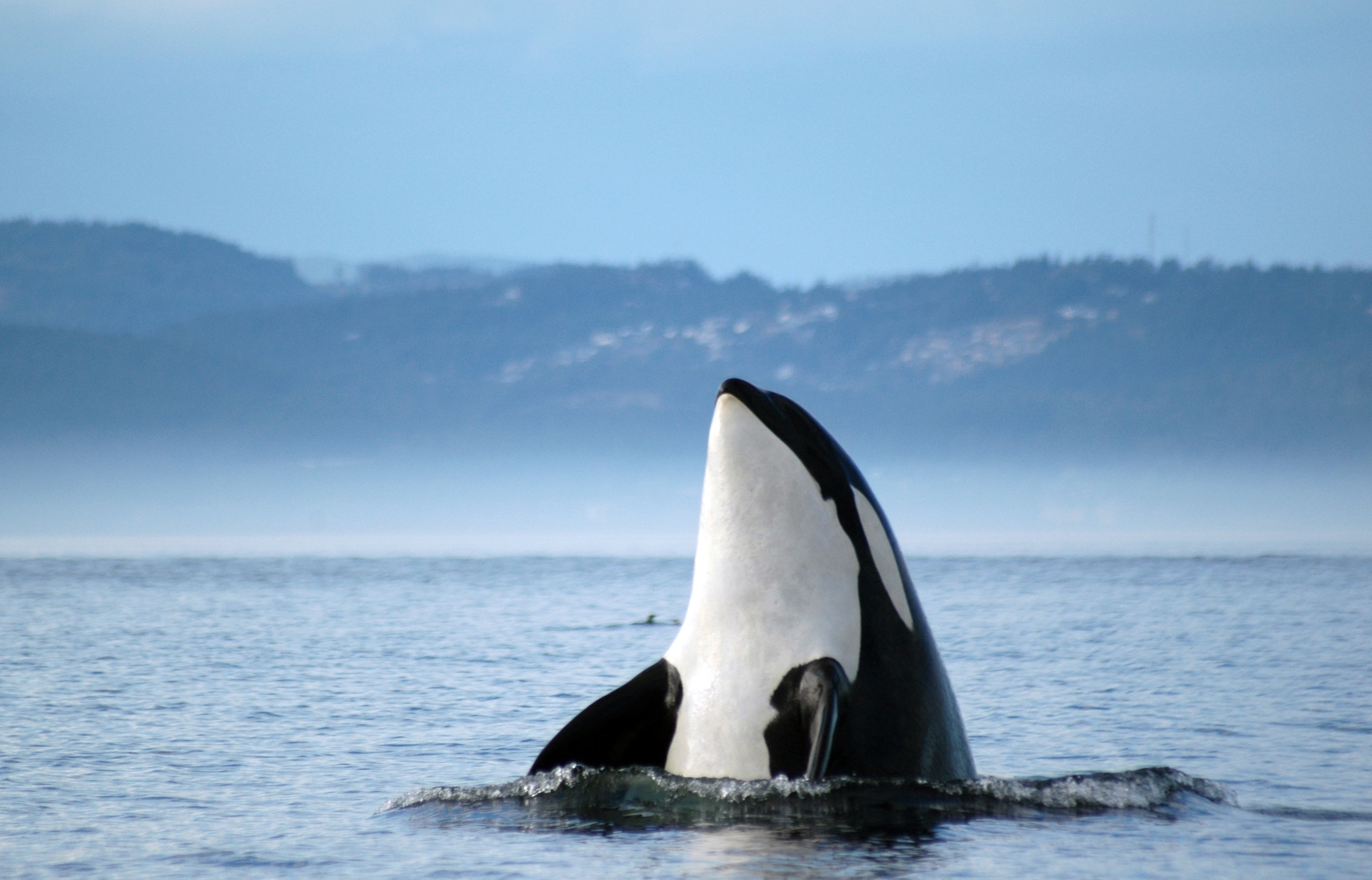 Orcas, o ballenas asesinas, estÃ¡n cazando tiburones en SudÃ¡frica