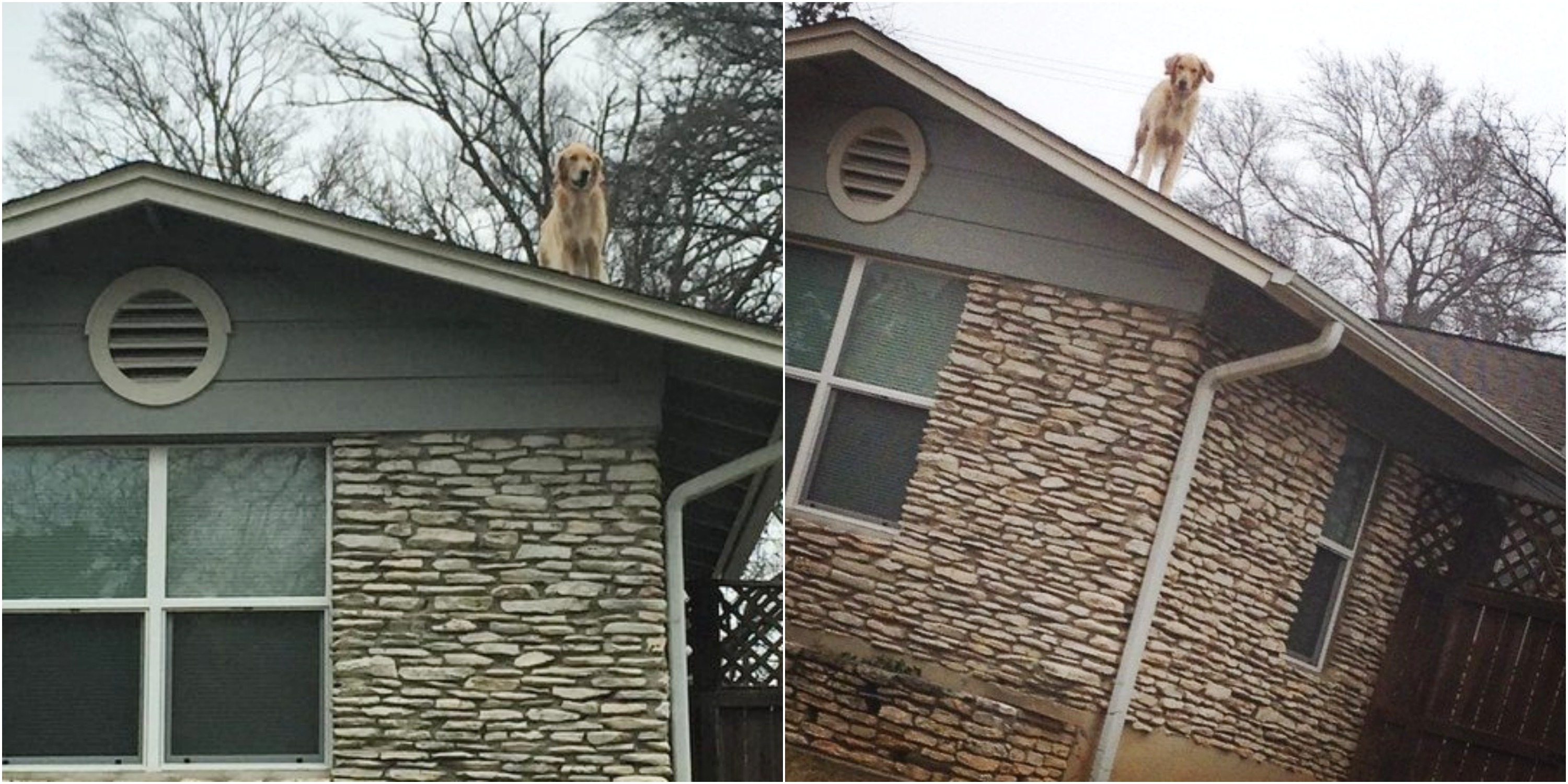 El perrito de la azotea que estÃ¡ conquistando Internet