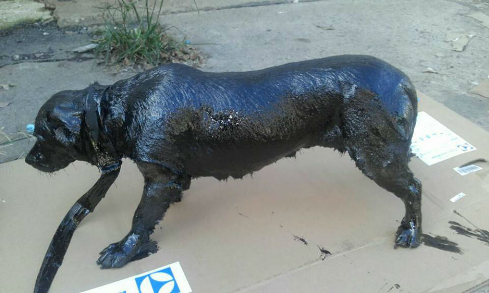 Petroleo es un perro que fue rescatado después de estar completamente cubierto en brea
