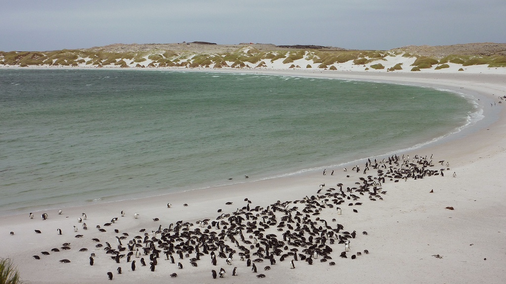 Pingüinos viviendo en una playa minada en las islas Malvinas