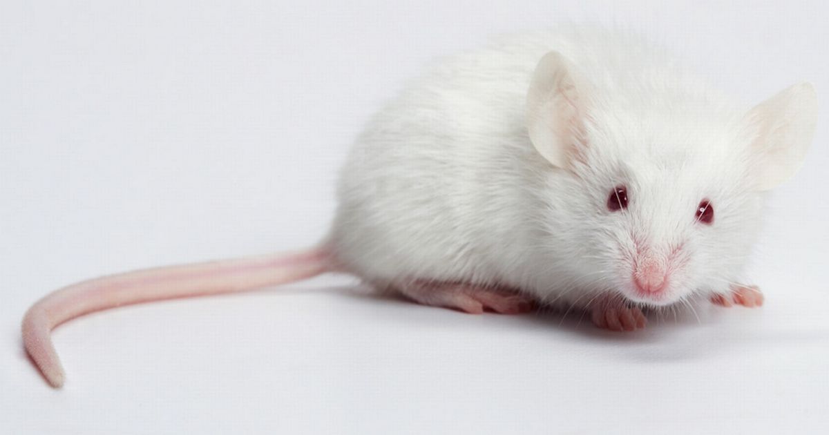 CientÃ­ficos redujeron considerablemente la infecciÃ³n de VIH en ratones, usando CRISPR/Cas9