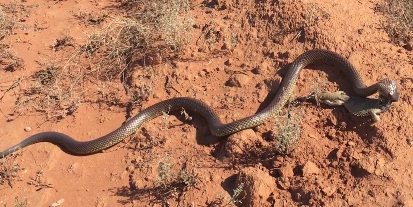 Una serpiente gwardar arrastrando a un dragÃ³n barbudo