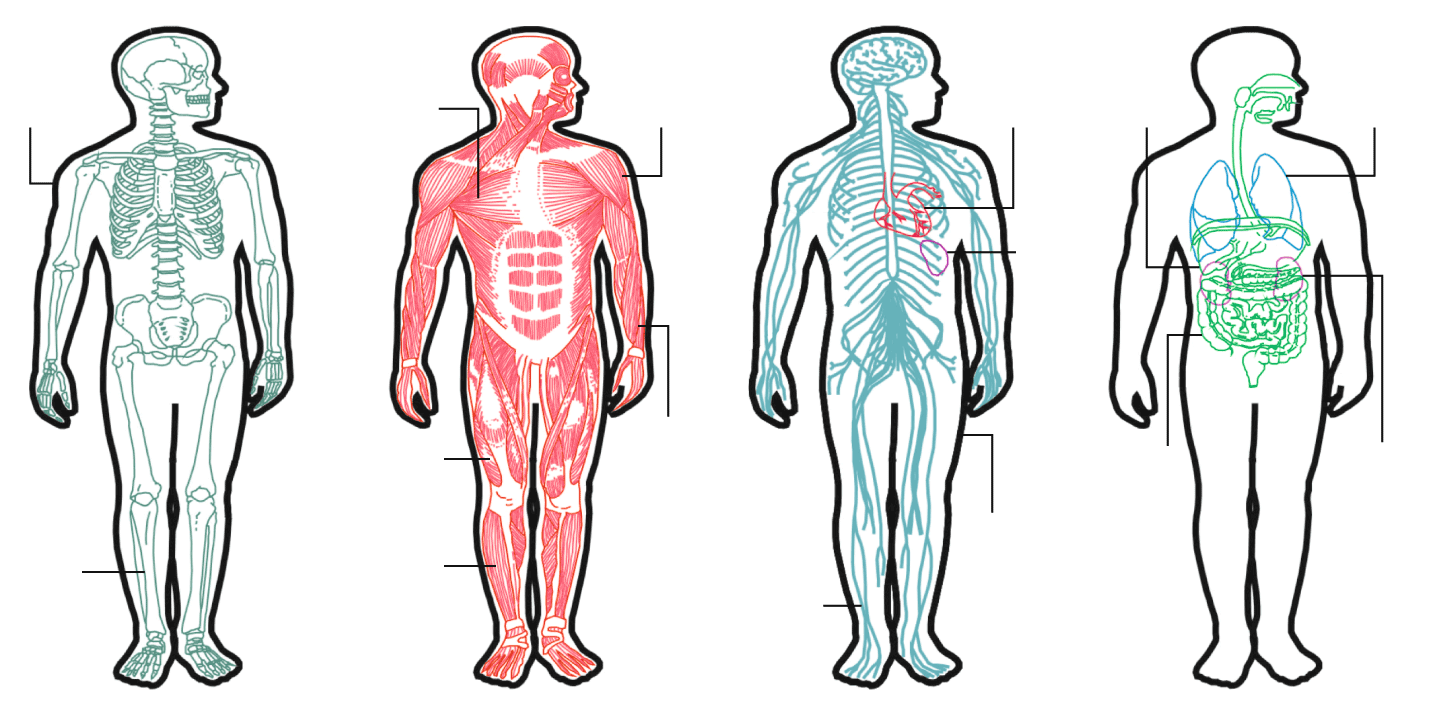 El cuerpo humano (de un varÃ³n adulto promedio) tiene unas 125,822 calorÃ­as